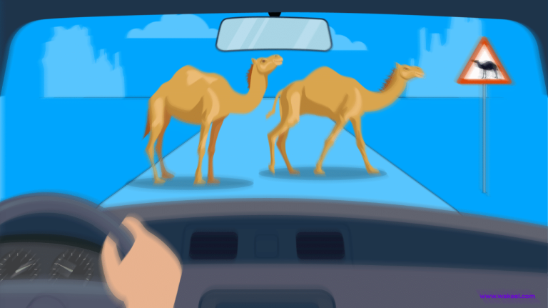 Compensation for Stray Camels Accidents